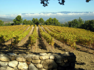 the vineyards