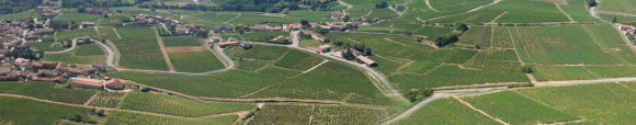 Pouilly Vineyards