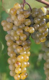 riesling-grapes (11K)